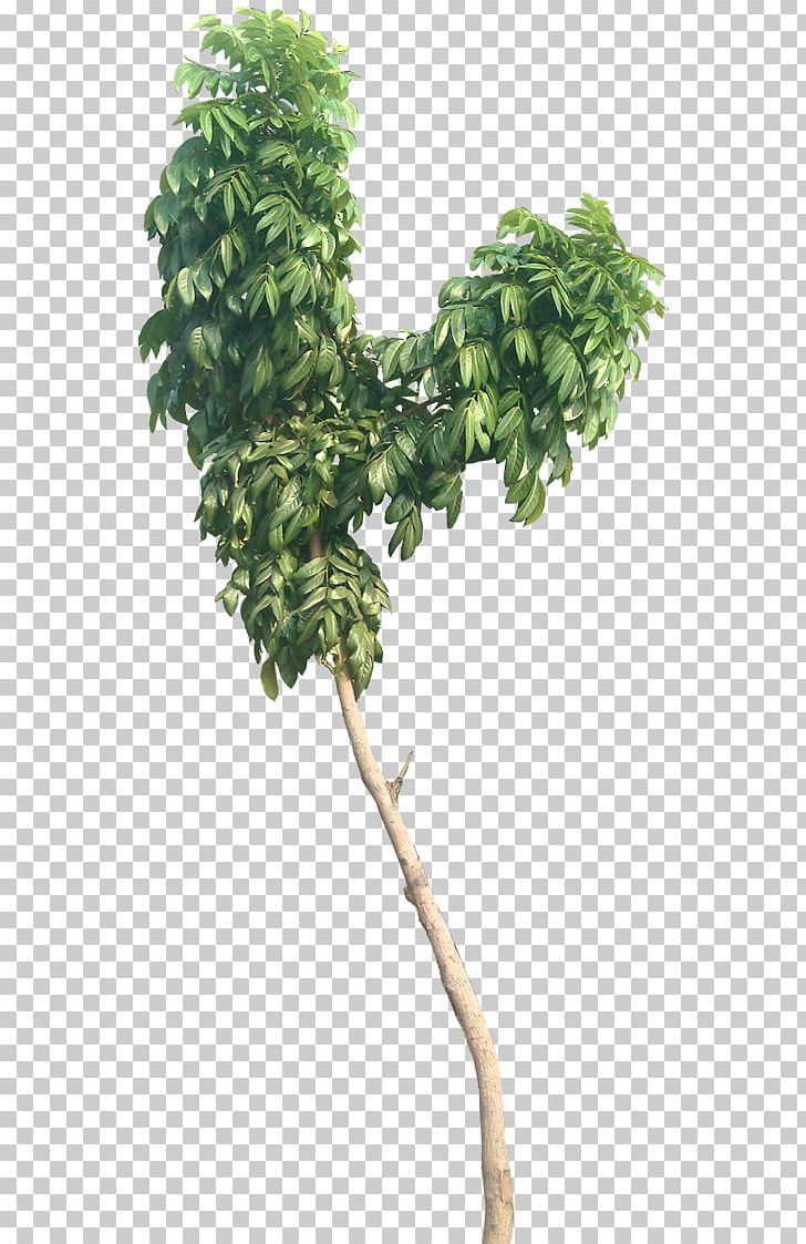 Swietenia Macrophylla Tree Swietenia Mahagoni Mahogany Leaf PNG, Clipart, Alocasia, Alocasia Macrorrhizos, Branch, Flowerpot, Houseplant Free PNG Download
