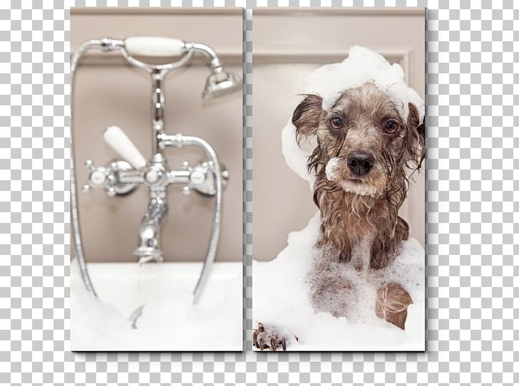 Dog Grooming Pet Bathtub Cat PNG, Clipart, Anal Gland, Animals, Bathing, Bathroom, Bathtub Free PNG Download