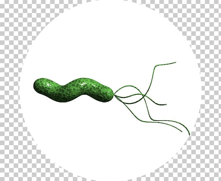 Helicobacter Pylori Infection Bacteria Gastritis Stomach PNG, Clipart, Cancer, Disease, Gastritis, Grass, Green Free PNG Download