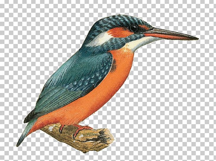 Kingfisher Portable Network Graphics Transparency Desktop PNG, Clipart, Beak, Belted Kingfisher, Bird, Common Kingfisher, Coraciiformes Free PNG Download