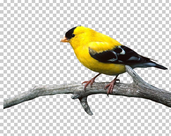 Lovebird PNG, Clipart, Animal, Animals, Beak, Bird, Birds Free PNG Download