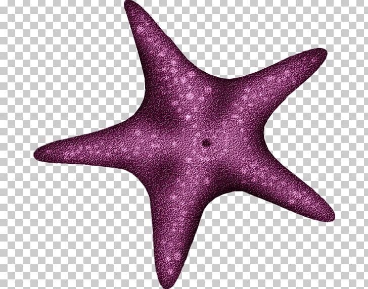 Starfish Echinoderm PNG, Clipart, Animals, Biology, Blog, Christmas, Desktop Wallpaper Free PNG Download