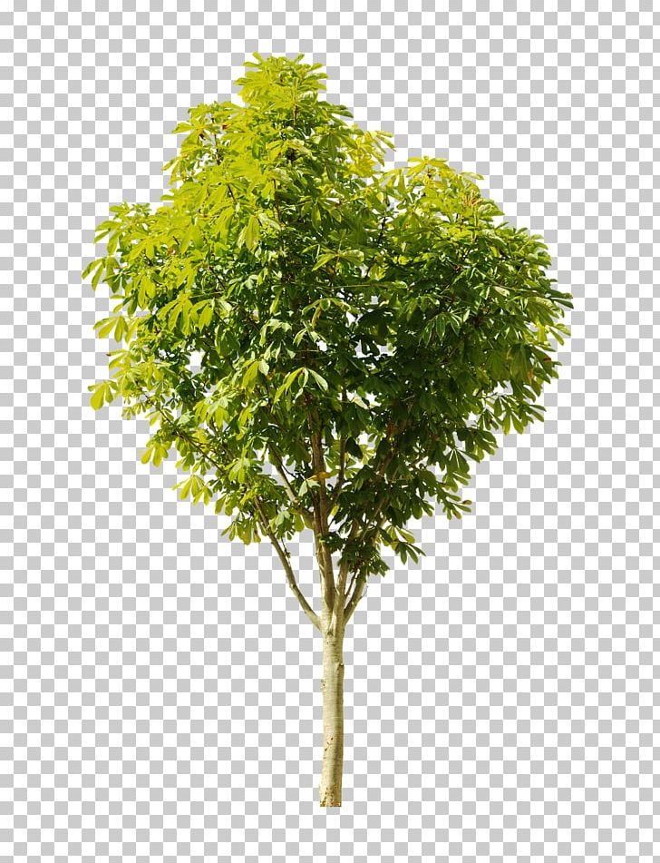 Tree Stock Photography PNG, Clipart, Branch, Desktop Wallpaper, Download, Drawing, Leaf Free PNG Download