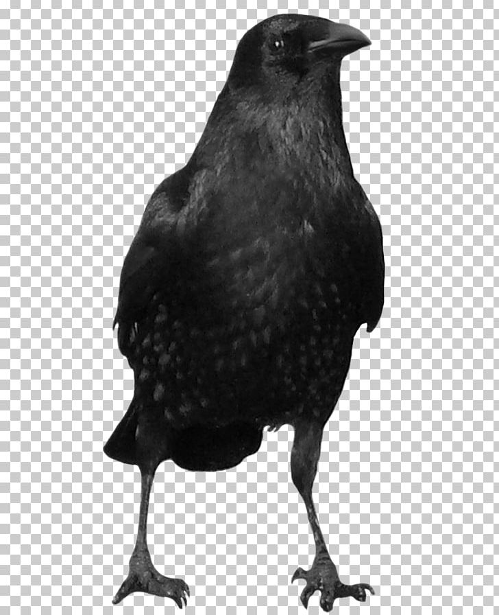 American Crow New Caledonian Crow PNG, Clipart, American Crow, Australian Raven, Beak, Bird, Black And White Free PNG Download