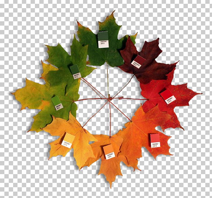Color Wheel Pantone Color Scheme Color Theory PNG, Clipart, Advertising, Art, Autumn Leaves, Christmas Ornament, Color Free PNG Download