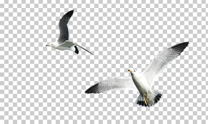 Gulls Bird PNG, Clipart, Animals, Background White, Beak, Bird, Black White Free PNG Download