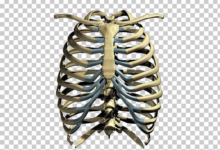 Human Skeleton Rib Cage PNG, Clipart, Bone, Bone Marrow, Brass, Human Body, Human Skeleton Free PNG Download