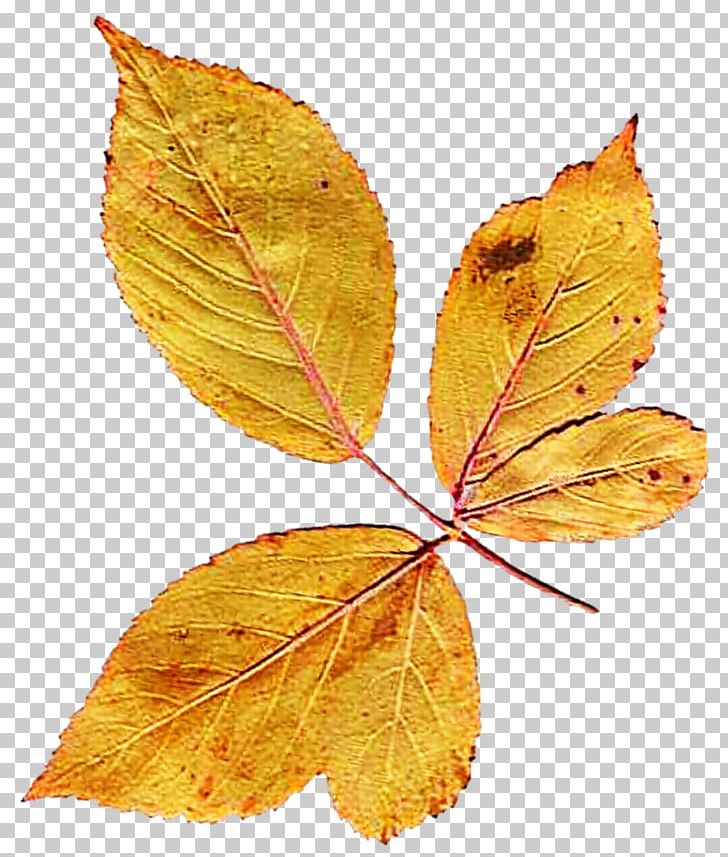 Leaf Herbarium Photography PNG, Clipart, Art, Autumn, Deciduous, Deviantart, Herb Free PNG Download