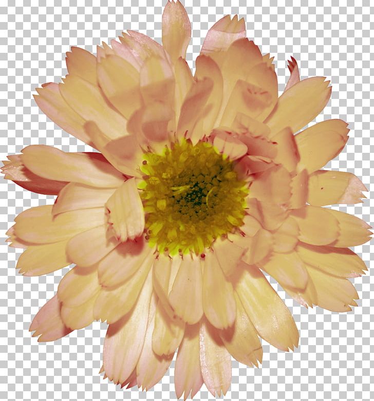 Transvaal Daisy Chrysanthemum Plant PNG, Clipart, Annual Plant, Argyranthemum Frutescens, Christmas Decoration, Dahlia, Daisy Family Free PNG Download