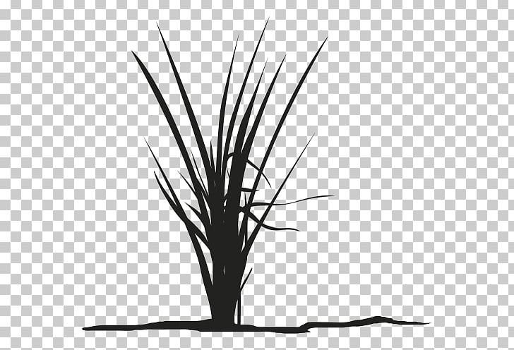 Twig Grasses Plant Stem Leaf Silhouette PNG, Clipart, 3d Affixed Mural, Black, Black And White, Black M, Branch Free PNG Download