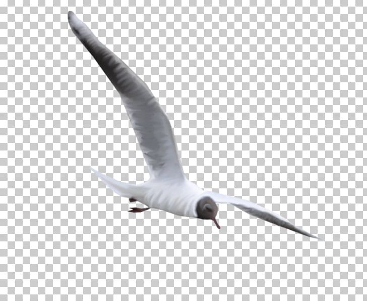 European Herring Gull Common Gull Bird PNG, Clipart, Beak, Birds, Cartoon Seagull, Charadriiformes, Euclidean Vector Free PNG Download