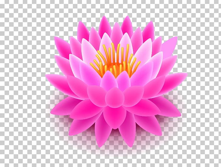 Nelumbo Nucifera PNG, Clipart, Chrysanths, Clip Art, Dahlia, Daisy Family, Drawing Free PNG Download