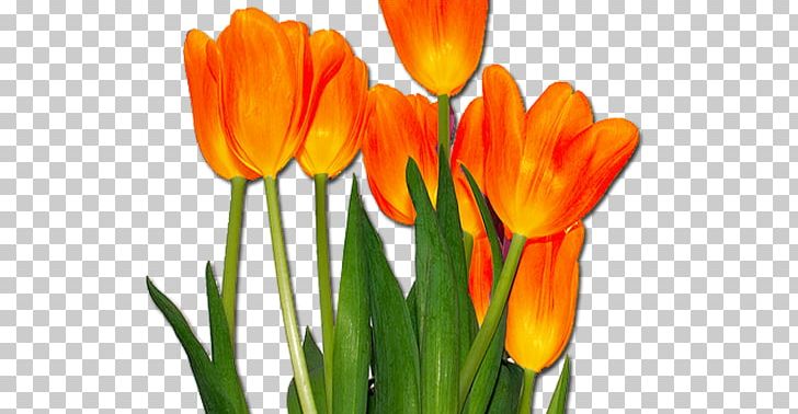 Tulip Orange Cut Flowers Desktop PNG, Clipart, Blue, Bud, Color, Crocus, Cut Flowers Free PNG Download
