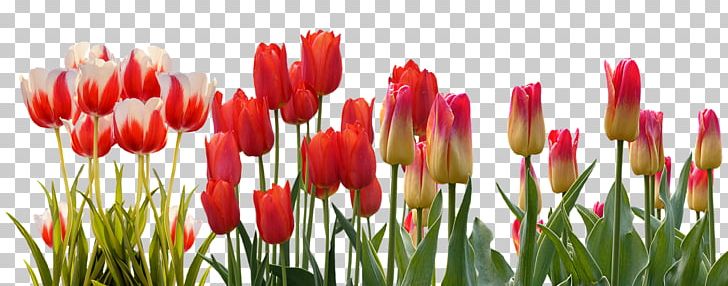 Flower Tulip Spring March Equinox Hyacinth PNG, Clipart, Autumn, Bud, Bulb, Daffodil, Flower Free PNG Download
