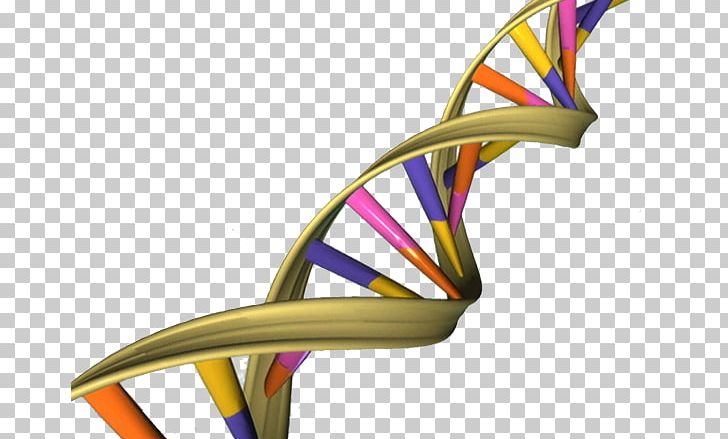 The Double Helix: A Personal Account Of The Discovery Of The Structure Of DNA Nucleic Acid Double Helix A-DNA Genome PNG, Clipart, Adna, Angle, Autosome, Chair, Dna Sequencing Free PNG Download