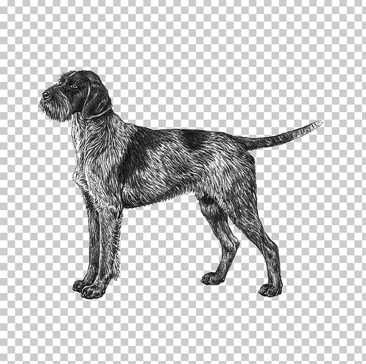 Wirehaired Pointing Griffon Český Fousek German Wirehaired Pointer Wirehaired Vizsla PNG, Clipart, American Kennel Club, Animals, Black And White, Breed, Carnivoran Free PNG Download