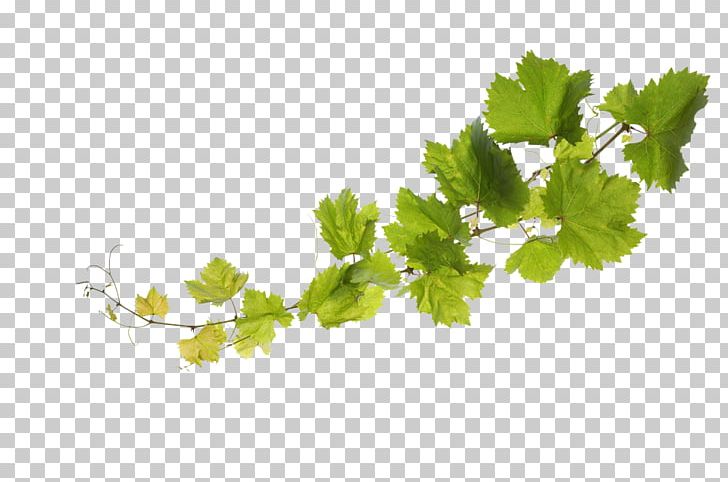 Common Grape Vine Sultana Grape Leaves PNG, Clipart, Branch, Common Grape Vine, Fruit Nut, Grape, Grape Leaves Free PNG Download