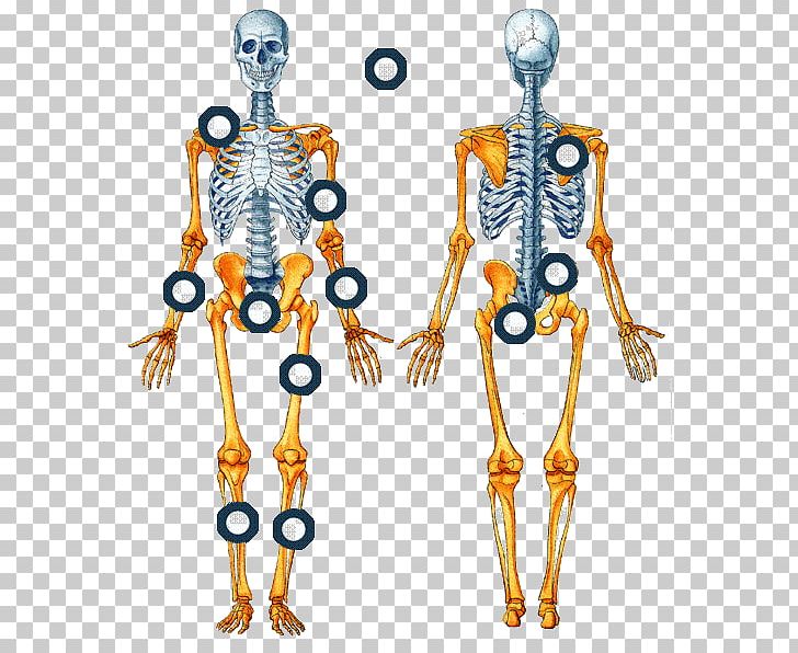 El Sistema Esquelético Human Skeleton Bone Axial Skeleton Appendicular Skeleton PNG, Clipart, Appendicular Skeleton, Axial Skeleton, Beenweefsel, Bone, Bone Marrow Free PNG Download