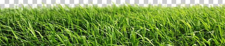 Lawn Artificial Turf Garden PNG, Clipart, Agriculture, Artificial Grass, Background, Barley, Cartoon Grass Free PNG Download