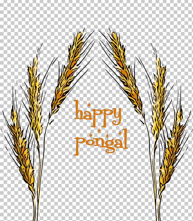 Wheat PNG, Clipart, American Larch, Elymus Repens, Food Grain, Grass, Grass Family Free PNG Download
