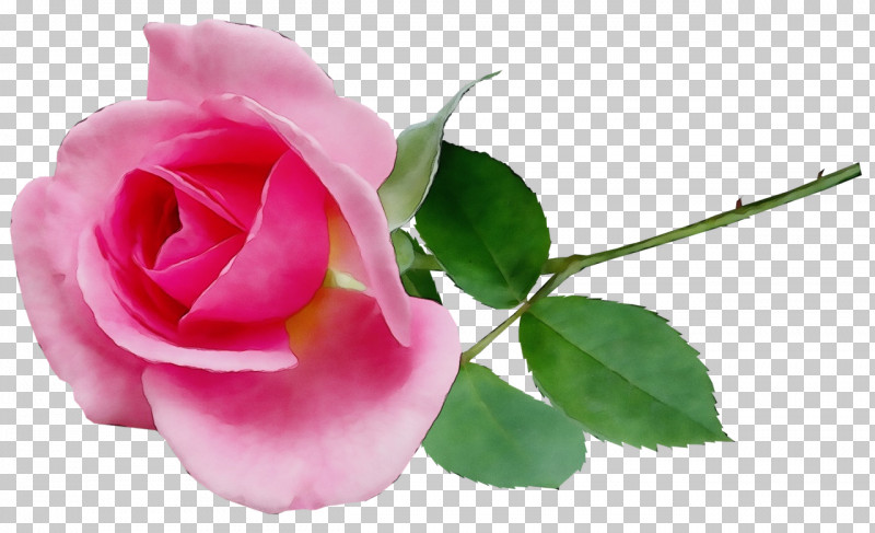 Garden Roses PNG, Clipart, Biology, Bud, Cabbage Rose, Closeup, Cut Flowers Free PNG Download