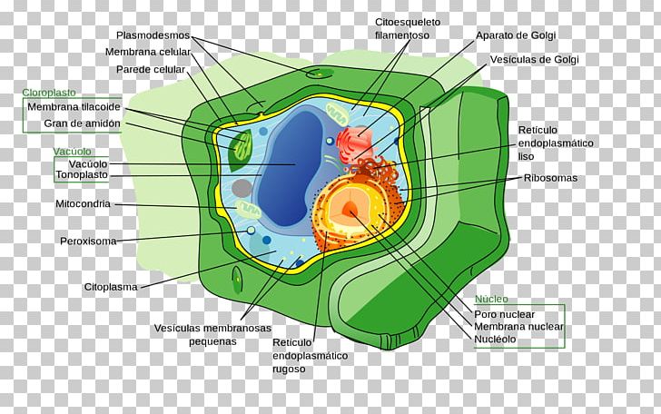 Plant Cell Cell Nucleus Cell Wall PNG, Clipart, Biological Membrane, Biology, Cell, Cell Biology, Cell Nucleus Free PNG Download