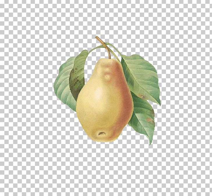 European Pear Fruit Printmaking Botany Illustration PNG, Clipart, Food, Fruit Nut, Leaves, Lithography, Painting Free PNG Download