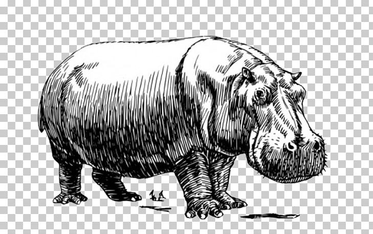 Hippopotamus Baby Hippos PNG, Clipart, Action Figure, Animal, Animals, Baby Hippos, Black And White Free PNG Download