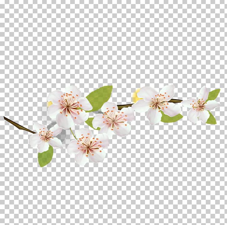 National Cherry Blossom Festival Flower Petal PNG, Clipart, Blossom, Branch, Cerasus, Cherry, Cherry Blossom Free PNG Download