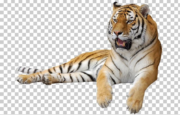 Siberian Cat Lion Leopard Felidae Kitten PNG, Clipart, Animal, Big Cat, Big Cats, Carnivoran, Cat Free PNG Download