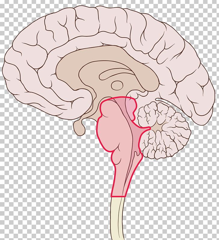 Ventromedial Prefrontal Cortex Brain Frontal Lobe Dorsolateral Prefrontal Cortex PNG, Clipart, Antonio Damasio, Brain, Cerebral Cortex, Dor, Hand Free PNG Download