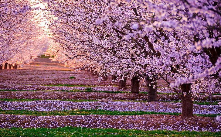 Japan National Cherry Blossom Festival PNG, Clipart, Blossom, Branch, Cherry, Cherry Blossom, English Lavender Free PNG Download