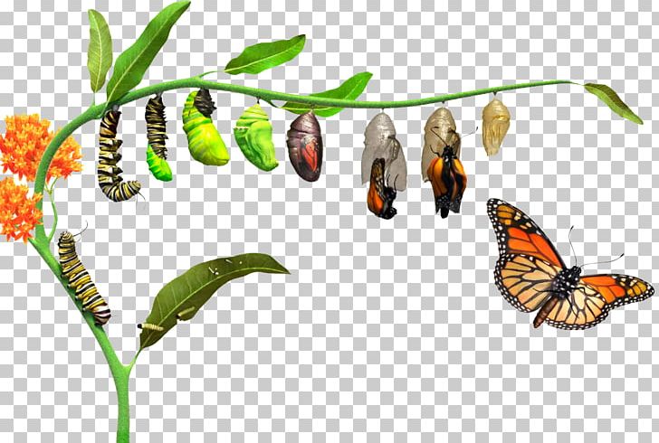 Monarch Butterfly How Caterpillars Turn Into Butterflies Metamorphosis ...