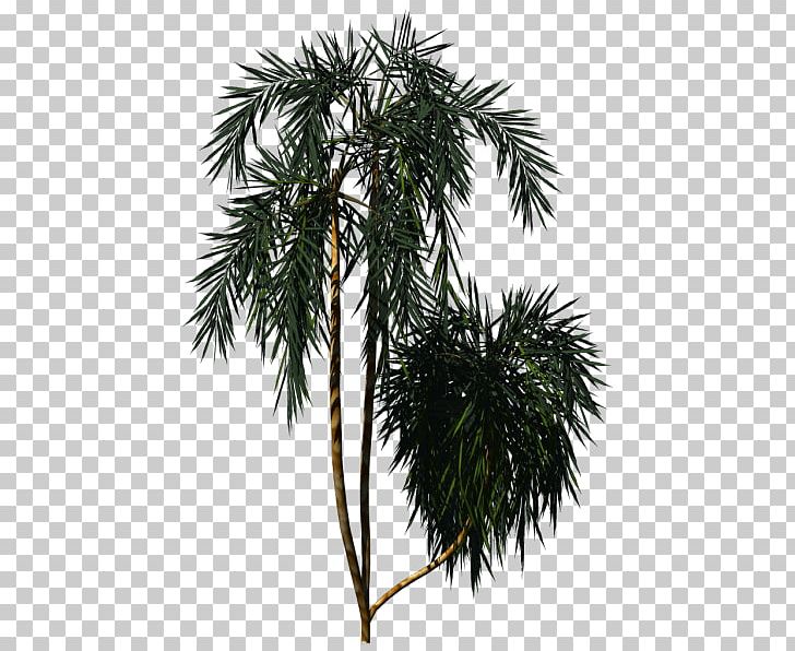 Asian Palmyra Palm Arecaceae New Zealand Cabbage Tree Plant PNG, Clipart, Acai, Arecaceae, Arecales, Asian Palmyra Palm, Borassus Free PNG Download