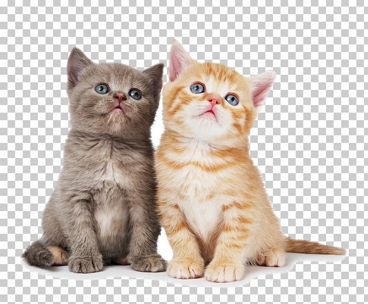 British Shorthair Ragdoll Chartreux Kitten Dog PNG, Clipart, American Shorthair, American Wirehair, Animal, Animals, Carnivoran Free PNG Download