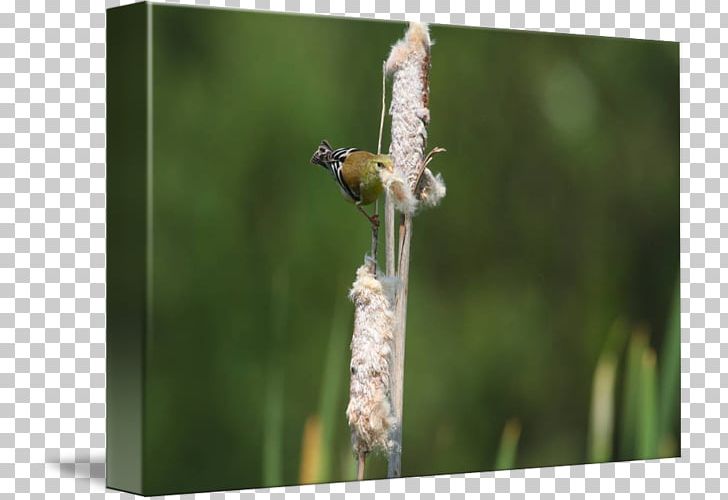 Dragonfly Insect Pollinator Plant Stem PNG, Clipart, Dragonflies And Damseflies, Dragonfly, Fauna, Goldfinch, Insect Free PNG Download