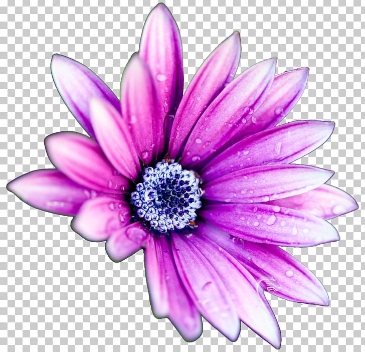Flower High-definition Television Display Resolution Common Daisy PNG, Clipart, Bloom, Blooming, Chrysanths, Color, Dahlia Free PNG Download