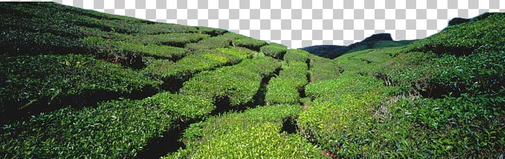 Green Tea Tea Garden PNG, Clipart, Biome, Camellia Sinensis, Designer, Download, Ecosystem Free PNG Download