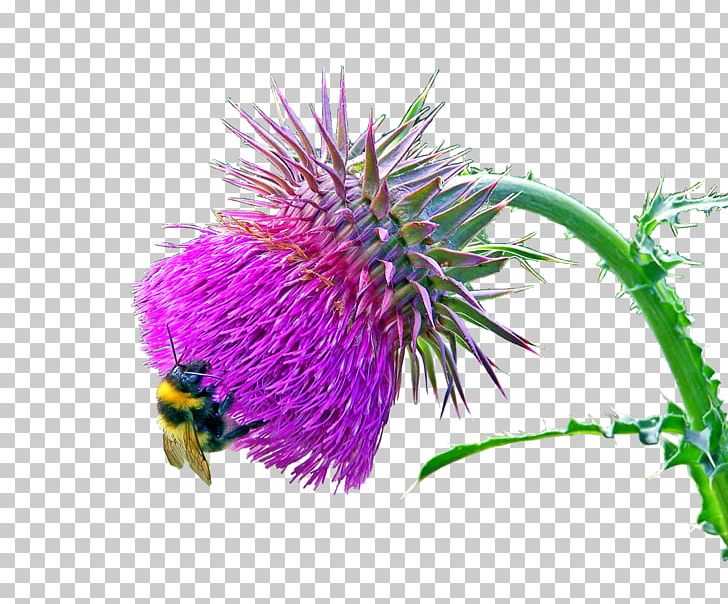 Milk Thistle Carduus Nutans Plant Flower PNG, Clipart, Biennial Plant, Carduus, Carduus Nutans, Cirsium Vulgare, Creeping Thistle Free PNG Download
