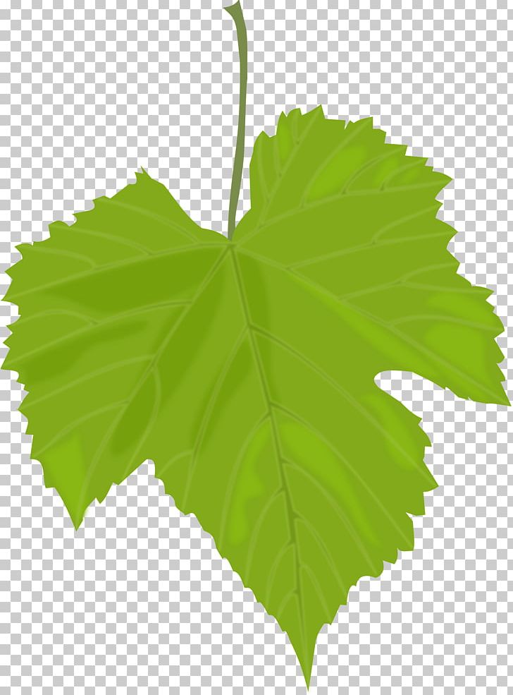 Common Grape Vine Wine Dolma Turkish Cuisine Grape Leaves PNG, Clipart, Common Grape Vine, Cuisine, Dolma, Food, Grape Free PNG Download