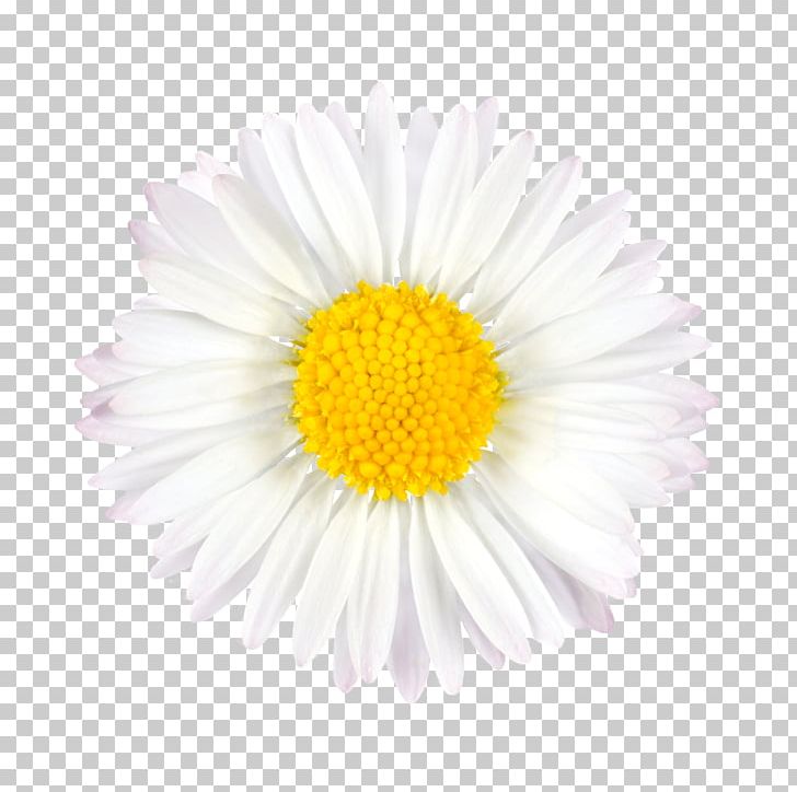Flower Bouquet PNG, Clipart, Aster, Bouquet Of Flowers, Daisy Family, Encapsulated Postscript, Flow Free PNG Download