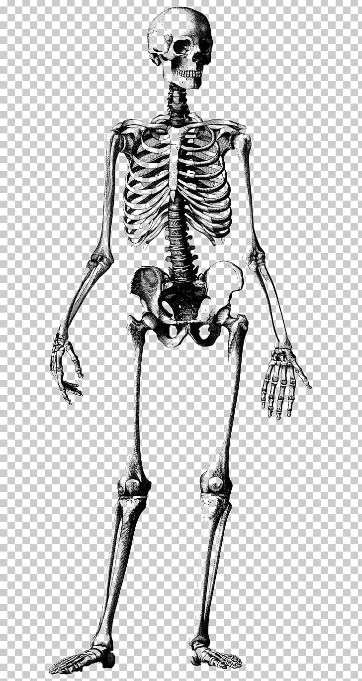 Human Skeleton Skull Drawing Anatomy Illustration PNG, Clipart, Arm, Atlas, Black, Black And White, Bones Free PNG Download