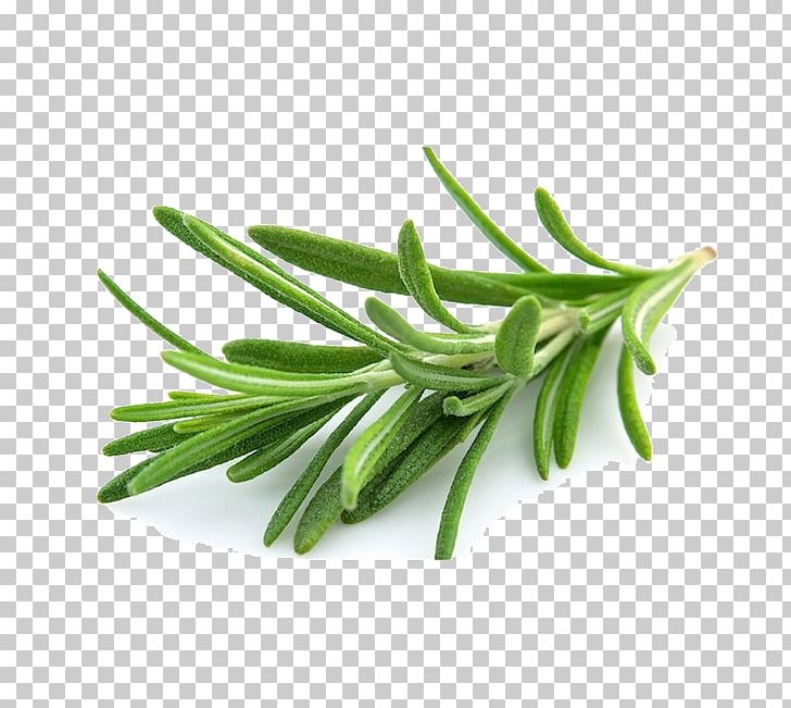 Rosemary Herb Mediterranean Cuisine Cooking Vegetable PNG, Clipart, Carnosic Acid, Chives, Common Sage, Cooking, Food Free PNG Download