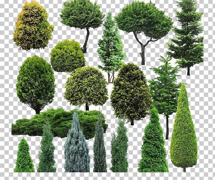 Tree Natural Environment PNG, Clipart, Artificial Christmas Tree, Biome, Conifers, Environmentally Friendly, Environmental Protection Free PNG Download