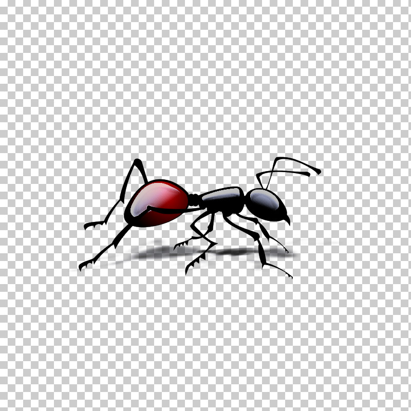 Weevil Insects Fly Stx Eu.tm Energy Nr Dl Meter PNG, Clipart, Cartoon, Fly, Insects, Membrane, Meter Free PNG Download