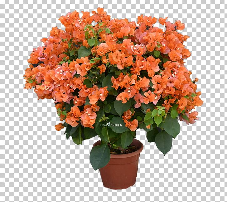 Cut Flowers Flowerpot Houseplant Shrub Flowering Plant PNG, Clipart, Annual Plant, Cut Flowers, Flower, Flowering Plant, Flowerpot Free PNG Download