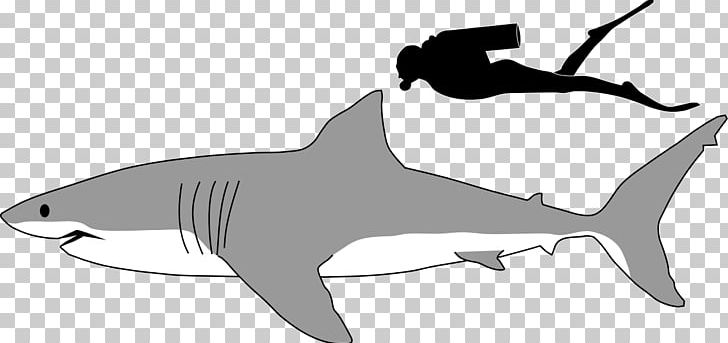 Great White Shark Megalodon Lamniformes Tiger Shark PNG, Clipart, Apex Predator, Basking Shark, Black, Black And White Shark Pictures, Fauna Free PNG Download