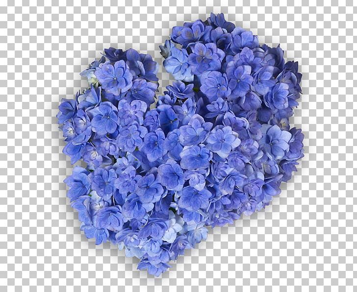 Hydrangea Cut Flowers Ornamental Plant Lavender Violet PNG, Clipart, Annual Plant, Artificial Flower, Bellflower Family, Blue, Cobalt Blue Free PNG Download