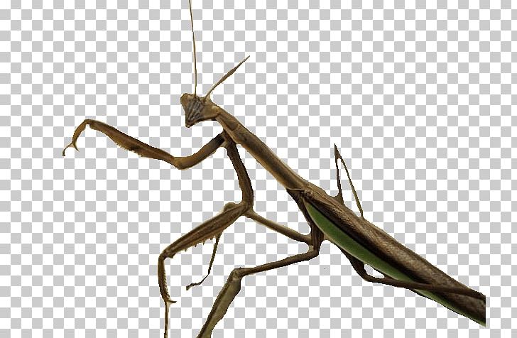 Mantis Insect PNG, Clipart, Algorithm, Animals, Arthropod, Biology, Download Free PNG Download