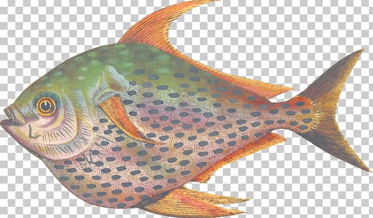 Fish Lampris Guttatus Marine Biology Yellowtail Amberjack Seafood PNG, Clipart, 300 Dpi, Animal, Animals, Biology, Coral Reef Free PNG Download
